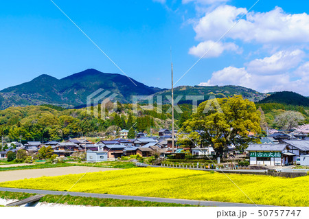 川古の大楠と菜の花畑 【佐賀県武雄市】 川古の大楠と菜の花畑 【佐賀県武雄市】 50757747