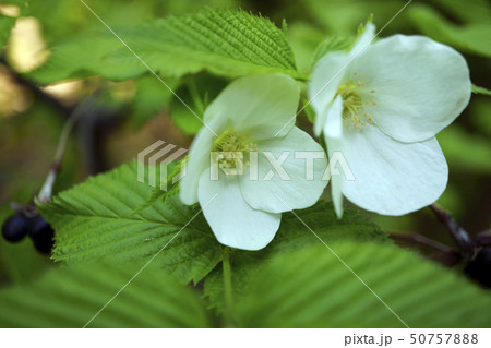 70553 シロヤマブキ 70553 シロヤマブキ 50757888