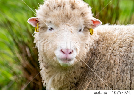 Ugly old sheep looking into the camera 50757926