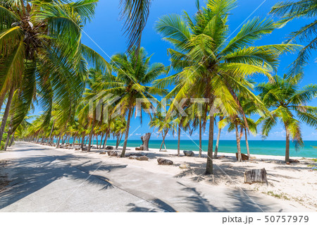 Coconut Palm trees on white sandy beach  50757979