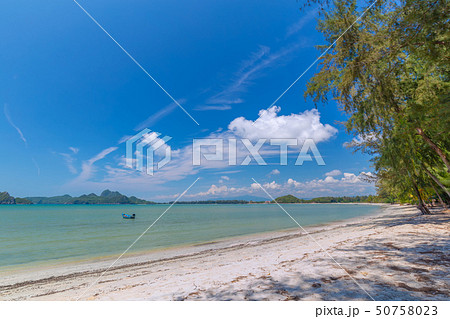 Coconut Palm trees on white sandy beach  50758023