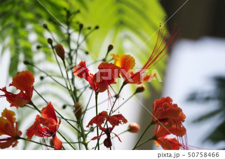 オウコチョウの花	 50758466