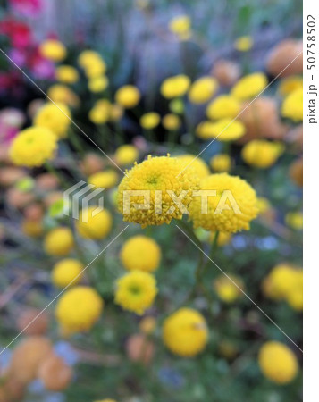 花ほたる 花ほたる 50758502