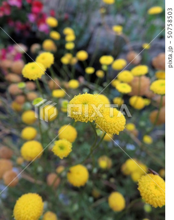 花ほたるの写真素材