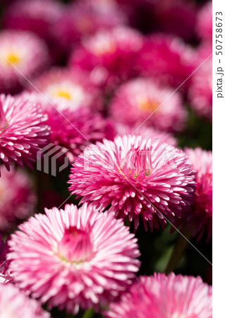 画面いっぱいのデージーの花と春の光 画面いっぱいのデージーの花と春の光 50758673