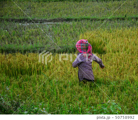 People working on rice field in summer People working on rice field in summer 50758992
