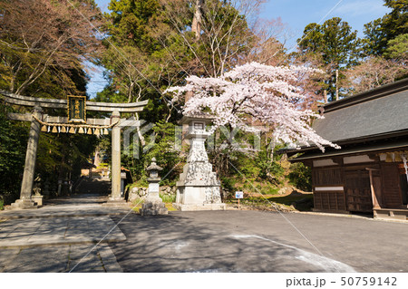 塩釜神社志波彦神社の鳥居と桜 塩釜神社志波彦神社の鳥居と桜 50759142