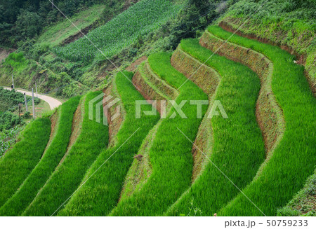 Terraced rice field in Northern Vietnam Terraced rice field in Northern Vietnam 50759233