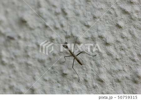 チョウセンカマキリの赤ちゃん03 50759315