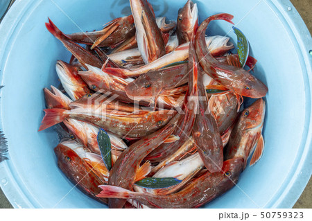 ホウボウ ホウボウ 50759323