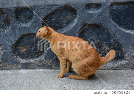 A brown cat playing on the road A brown cat playing on the road 50759326