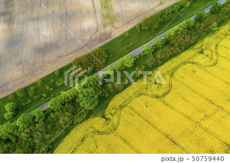 Drone View of Yellow Rape Seed Fields Drone View of Yellow Rape Seed Fields 50759440