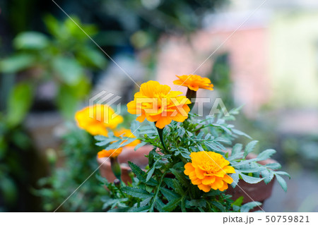 Yellow and orange marigold flowers. 50759821