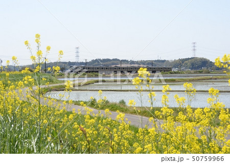 春の成田線 春の成田線 50759966