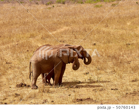 An herd of elephants is savage and pounding in An herd of elephants is savage and pounding in 50760143
