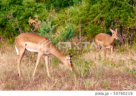 View of grazing antelope. Safari Tsavo Park in View of grazing antelope. Safari Tsavo Park in 50760219