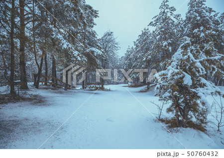 Winter in the pine forest Winter in the pine forest 50760432