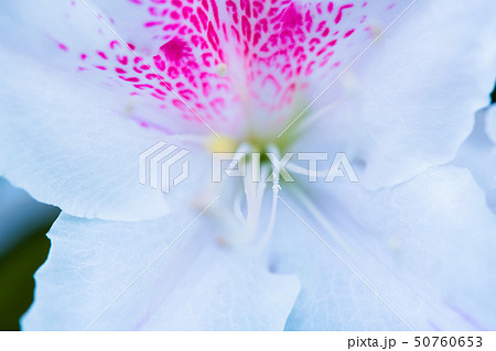 花びら　テクスチャー 50760653