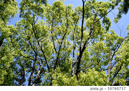 新緑のクスノキ 50760737