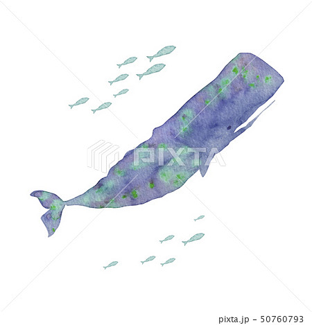 夏 海 マッコウクジラ 水彩 イラストのイラスト素材