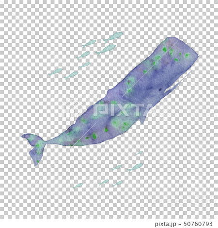 夏 海 マッコウクジラ 水彩 イラスト 50760793