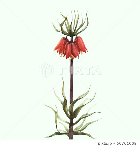 Imperial fritillary flower vector illustration 50761008