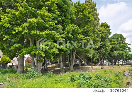 【善右ヱ門山古墳】 大阪府堺市北区百舌鳥本町 50761044