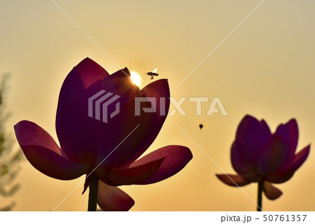 古代ハスの花とミツバチと朝焼けの空の写真素材