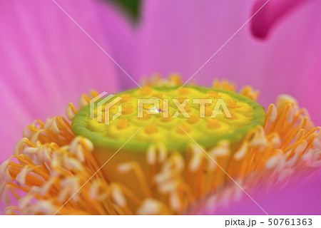 古代ハスの花の花心 50761363