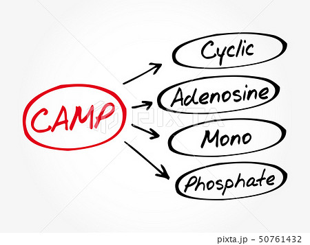 CAMP - Cyclic Adenosine MonoPhosphate CAMP - Cyclic Adenosine MonoPhosphate 50761432