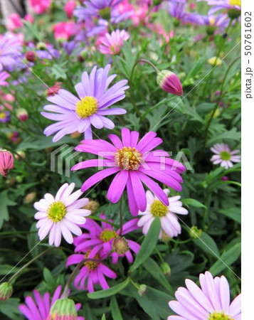 姫小菊 姫小菊 50761602