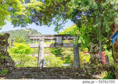 新緑の英彦山神宮参道（銅鳥居－英彦山神宮間）_福岡県田川郡添田町 50761705
