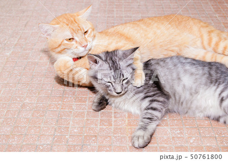 two cats friendship orange and grey on the floor two cats friendship orange and grey on the floor 50761800