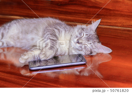 cat striped white - grey sleep cat striped white - grey sleep 50761820
