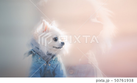 チワワの黄昏 チワワの黄昏 50761938
