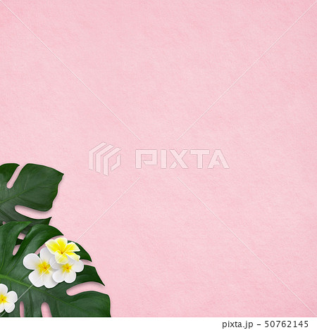 背景 海 夏 ビーチ モンステラ プルメリア ピンクのイラスト素材