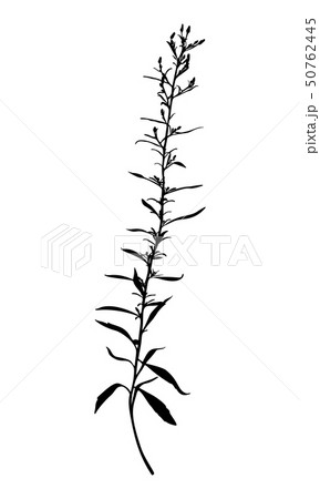 Wild herb silhouette isolated on white. 50762445