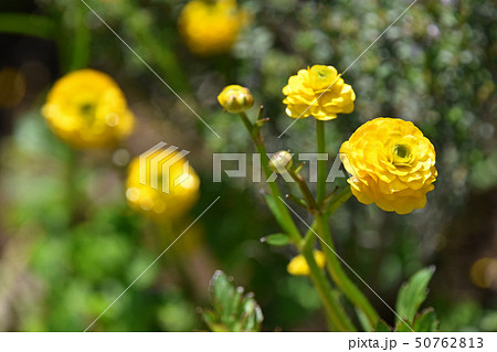 ラナンキュラス・ゴールドコイン 50762813