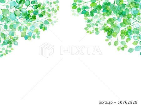 木漏れ日　新緑のフレーム 50762829