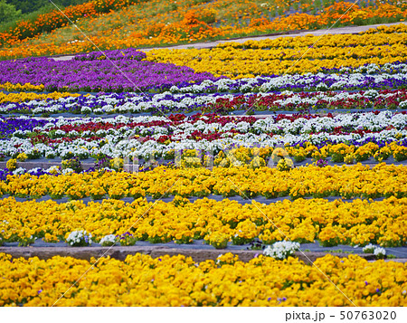 写真素材: ビオラの花畑 写真素材: ビオラの花畑 50763020