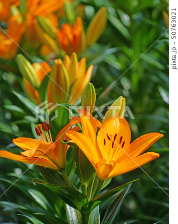 写真素材: オレンジのユリ 50763021