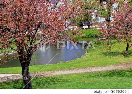 札幌中島公園の桜の風景の写真素材