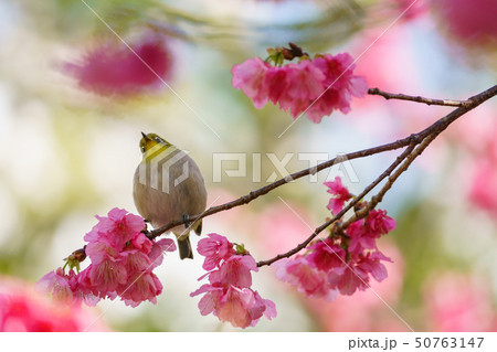 桜にとまるメジロ　小笠原 50763147