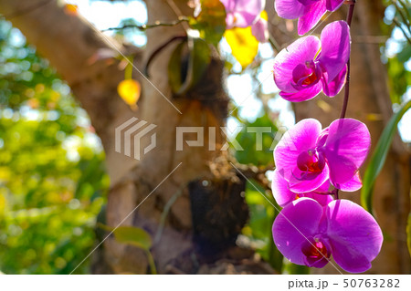 コチョウラン 蝴蝶蘭 50763282