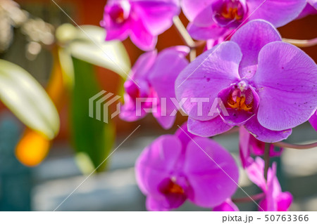 コチョウラン 蝴蝶蘭 コチョウラン 蝴蝶蘭 50763366