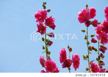 青空とタチアオイの花 青空とタチアオイの花 50763458