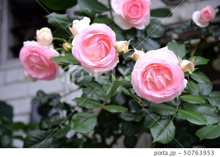 ピンクのバラ 50763953