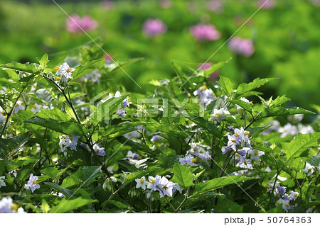 行田古代ハスの里　ワルナスビとハスの花 50764363