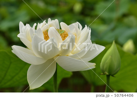 行田古代ハスの里 世界の蓮園の白いハスの花の写真素材