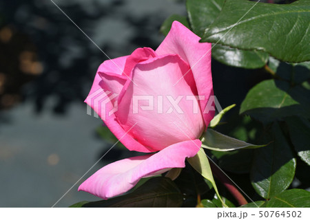 バラ（ウィミー） 50764502